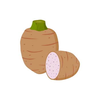 taro root flat design illustration isolated on white background. malanga, colocasia esculenta, satoimo. Chinese and japanese vegetable. Asian cuisine ingredient. Healthy vegetarian food. vector
