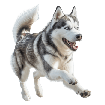 A Playful Husky Dog Running Joyfully Outdoors png