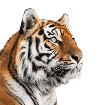 Magnificent Profile of a Tiger Capturing the Wild's Beauty png