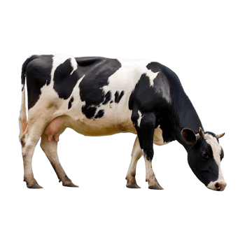 cow grazing isolated on transparent background png