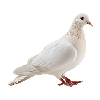 Close-up of a Racing Pigeon png
