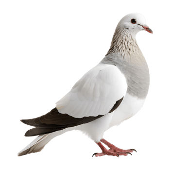 dove standing isolated on transparent background png