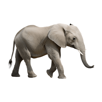 elephant walking isolated on transparent background png