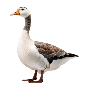 goose standing isolated on transparent background png