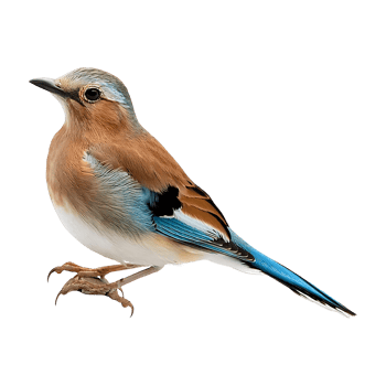 bird perched isolated on transparent background png
