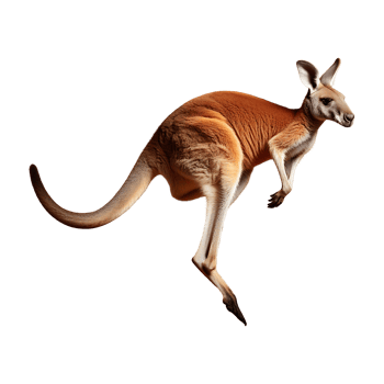 Detailed Close-up of a Red Kangaroo's Muscular Body png