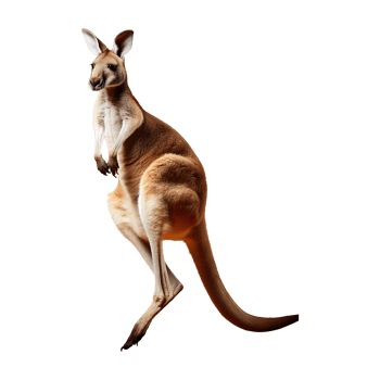 Energetic Red Kangaroo with a Long Tail, Isolated on Transparent Background png