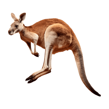 Inquisitive Red Kangaroo with Alert Expression png