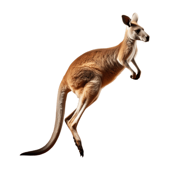 Dynamic Red Kangaroo in Mid-Jump, Captured in Action png