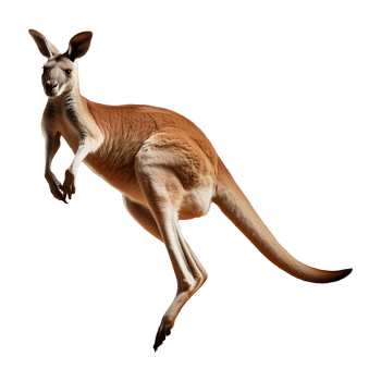 Leaping Red Kangaroo with Powerful Hind Legs png