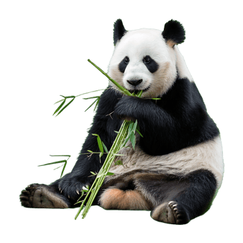 panda sitting and eating bamboo isolated on transparent background png