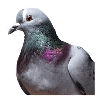 pigeon standing isolated on transparent background png