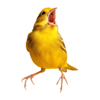 canary singing isolated on transparent background png
