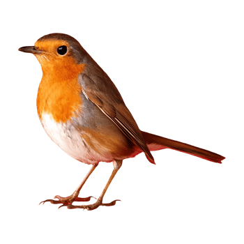 robin standing isolated on transparent background png