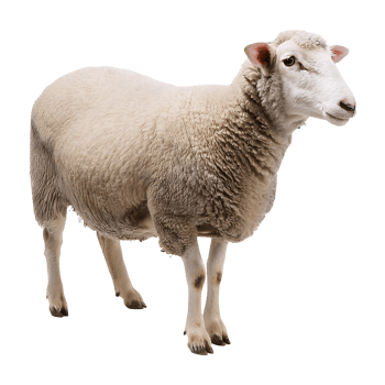 Inquisitive Sheep with Curious Eyes and Black Nose png
