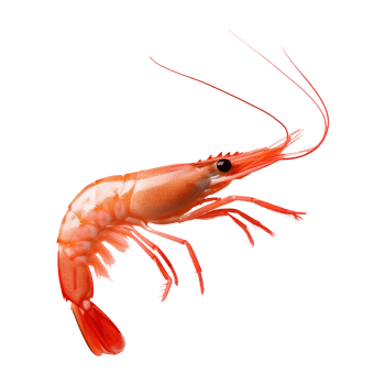 shrimp swimming isolated on transparent background png