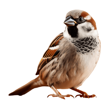 sparrow standing isolated on transparent background png