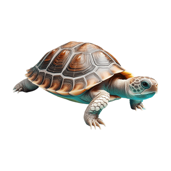 turtle walking isolated on transparent background png