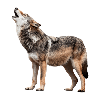wolf howling isolated on transparent background png