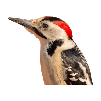 woodpecker standing isolated on transparent background png