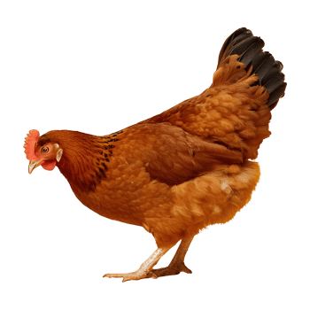 chicken pecking isolated on transparent background png
