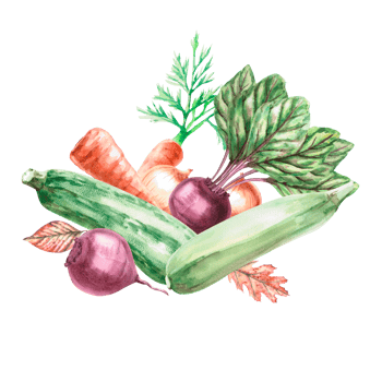 Composition of zucchini, leaves, onions, carrots, beets painted in watercolor. Illustration on the theme of harvest, for fairs, packaging, invitations. Illustration is isolated from the background. png