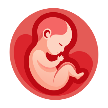 A fetus is depicted curled up inside the womb, portrayed with shades of red and pink png