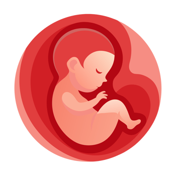 A fetus is depicted curled up inside the womb, portrayed with shades of red and pink png