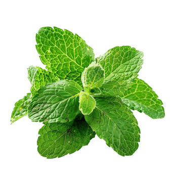 fresh mint leaves png