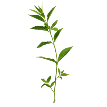a plant with leaves on it, png