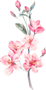 Flower Watercolor Illustration png