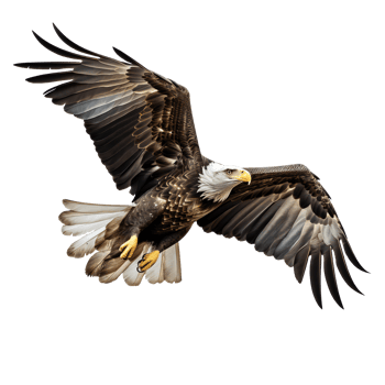 bald eagle flying cut out. American Bald Eagle. isolated on transparent png