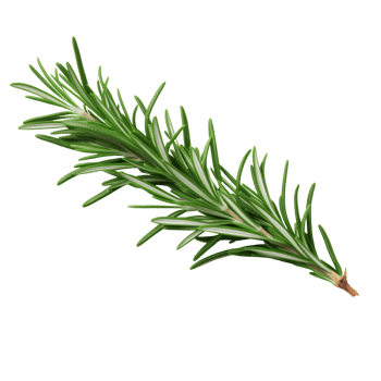 Fresh rosemary sprig on a transparent background png