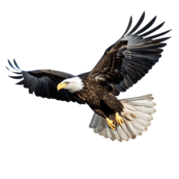 Bald eagle in flight with fully spread wings, isolated on transparent png