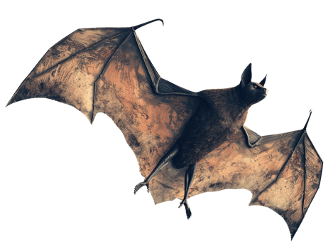 Bat Cut Out png