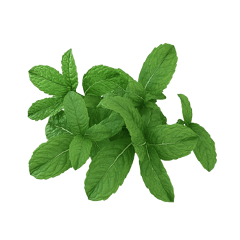 Fresh Raw Mint Leaves png