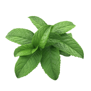 Fresh Mint Leaves png