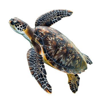 Sea turtle isolated on transparent background png