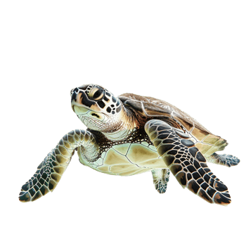 Sea turtle isolated on transparent background png