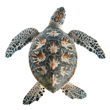 Sea turtle isolated on transparent background png