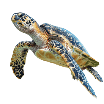 Sea turtle isolated on transparent background png