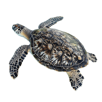 Sea turtle isolated on transparent background png
