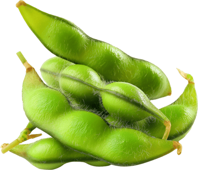 Edamame vegetable isolated - Healthy Fresh Edamame vegetable illustration png