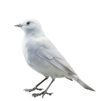 Flying White Bird Transparent Background png
