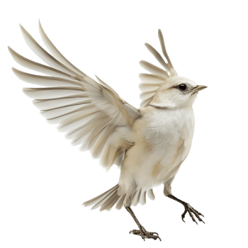 A White Bird With Its Wings Spread Out Transparent Background. png