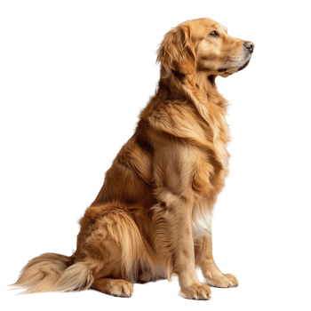 golden retriever dog portrait png