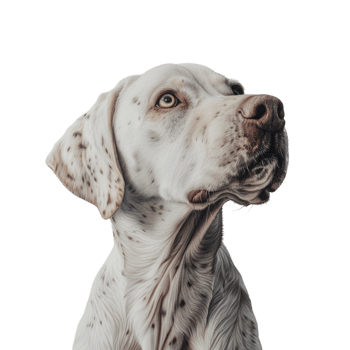 Dog no background png