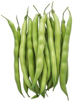 Green Beans vegetable isolated - Green Beans clipart - Healthy French beans illustration png