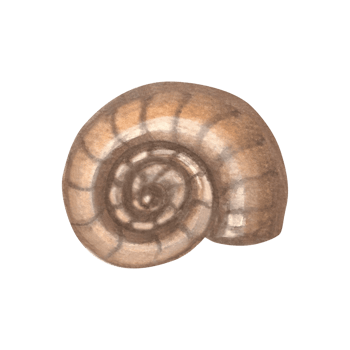 Seashell brown. Hand drawn watercolor illustration isolated. Underwater oceanic reef animals. Marine tropical theme. Exotic nautical design. Clipart for card, print, textile, logo, sticker. png