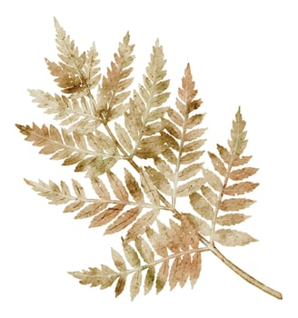 Watercolor Botanical Illustration of autumn Fern Leaf on isolated background. Drawing of woodland fall branch in brown and orange colors for Thanksgiving day invitations or harvest greeting cards vector